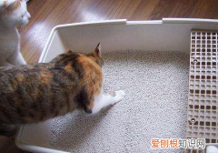 大猫老是把小猫叼到猫砂盆里 猫为什么会把小猫叼进猫砂盆