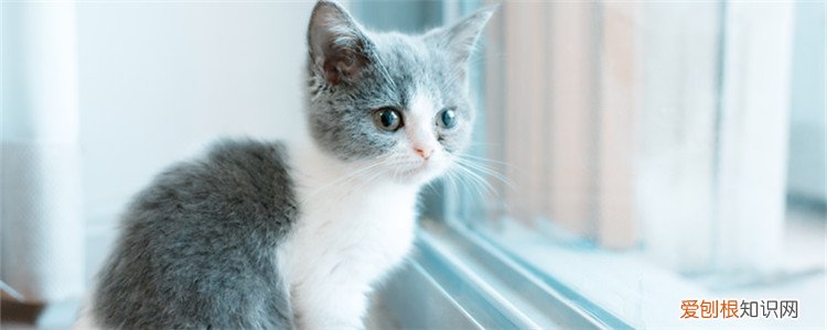 猫咪总是叼洗碗的抹布 猫为什么喜欢叼抹布