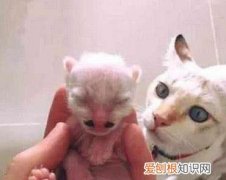 母猫为什么把小猫胡子咬了
