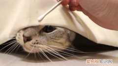 猫咪喜欢吃棉签 猫为什么喜欢吃棉签上的棉花
