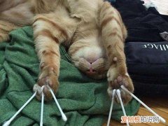 猫喜欢咬毛毯是为什么 猫为什么那么喜欢撕咬棉签