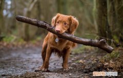 狗狗脓皮症症状和原因 狗狗为什么突然脓皮症