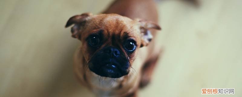 巴马香猪能活多久 巴猪狗能活多久