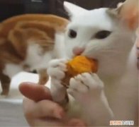 猫为啥放屁 猫为什么吃红薯会放屁