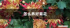 养菊花需要注意些什么 怎么养好菊花，应该注意什么