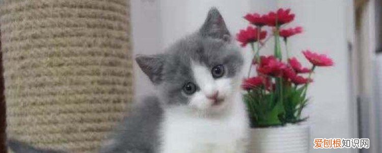 猫睡着了弄醒会生气吗 猫咪不像人类一样还有起床气这回事