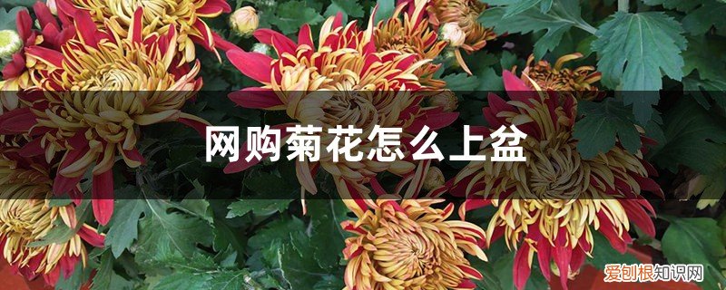 菊花什么时间上盆为宜 网购菊花怎么上盆，什么时间上盆最好