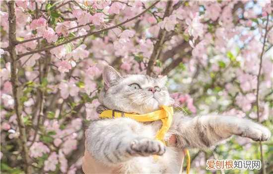 杯子被猫喝过水怎么办 无需太过担心哦！