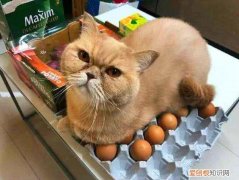 猫为什么喜欢母鸡蹲着 猫为什么喜欢母鸡蹲