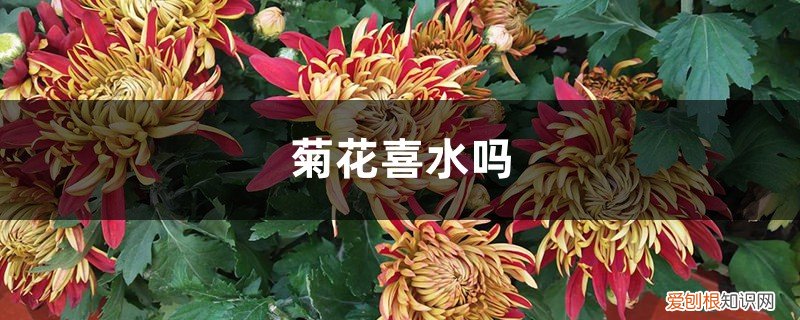 盆栽菊花喜水吗 菊花喜水吗，平时怎么浇水