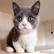 波波茶是什么品种的猫 这种猫可是猫中精灵哦！