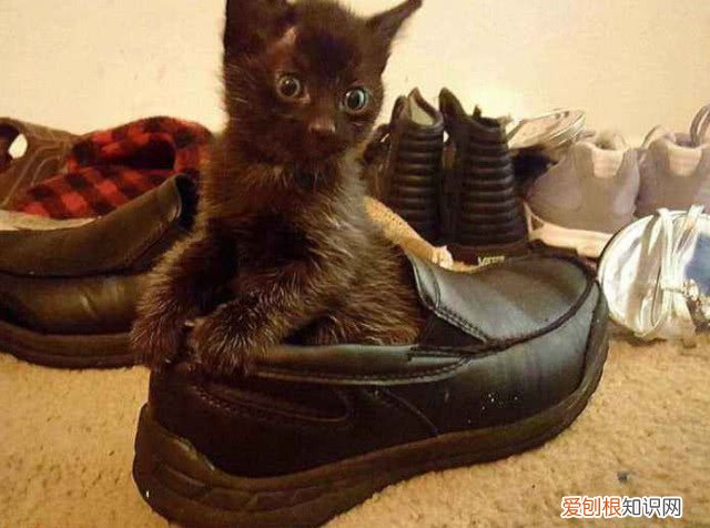猫咪一直蹭鞋子 猫为什么对我的鞋又舔又蹭
