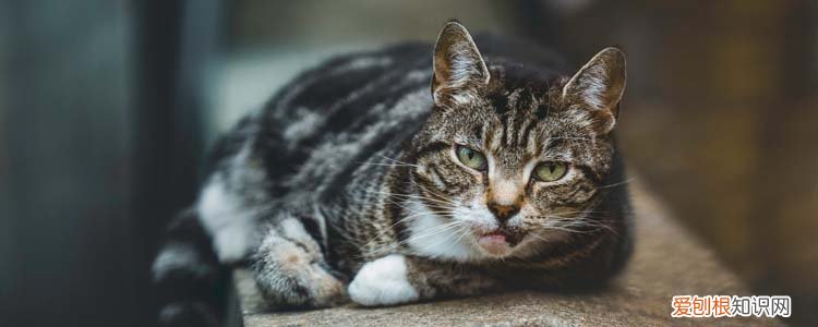 猫躲床下会不会在床下拉屎 猫为什么喜欢躲到床底下拉屎