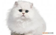 猫为什么会叼东西回家 猫为什么会往家里叼东西给我