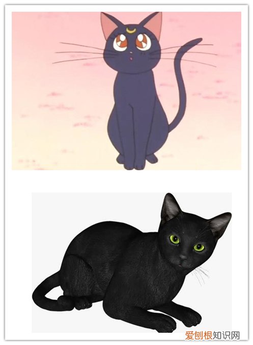 黑猫警长是什么猫 这些动漫中的猫你知道是什么品种吗？