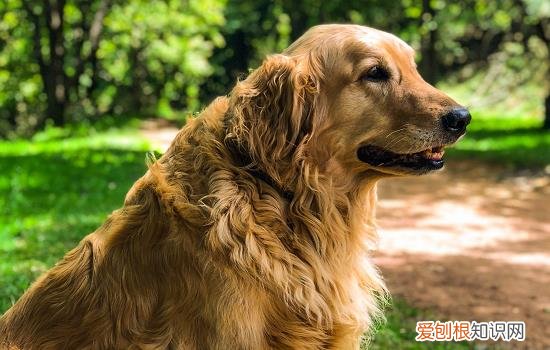 狗髋关节出现问题怎么治疗 狗髋关节炎症状