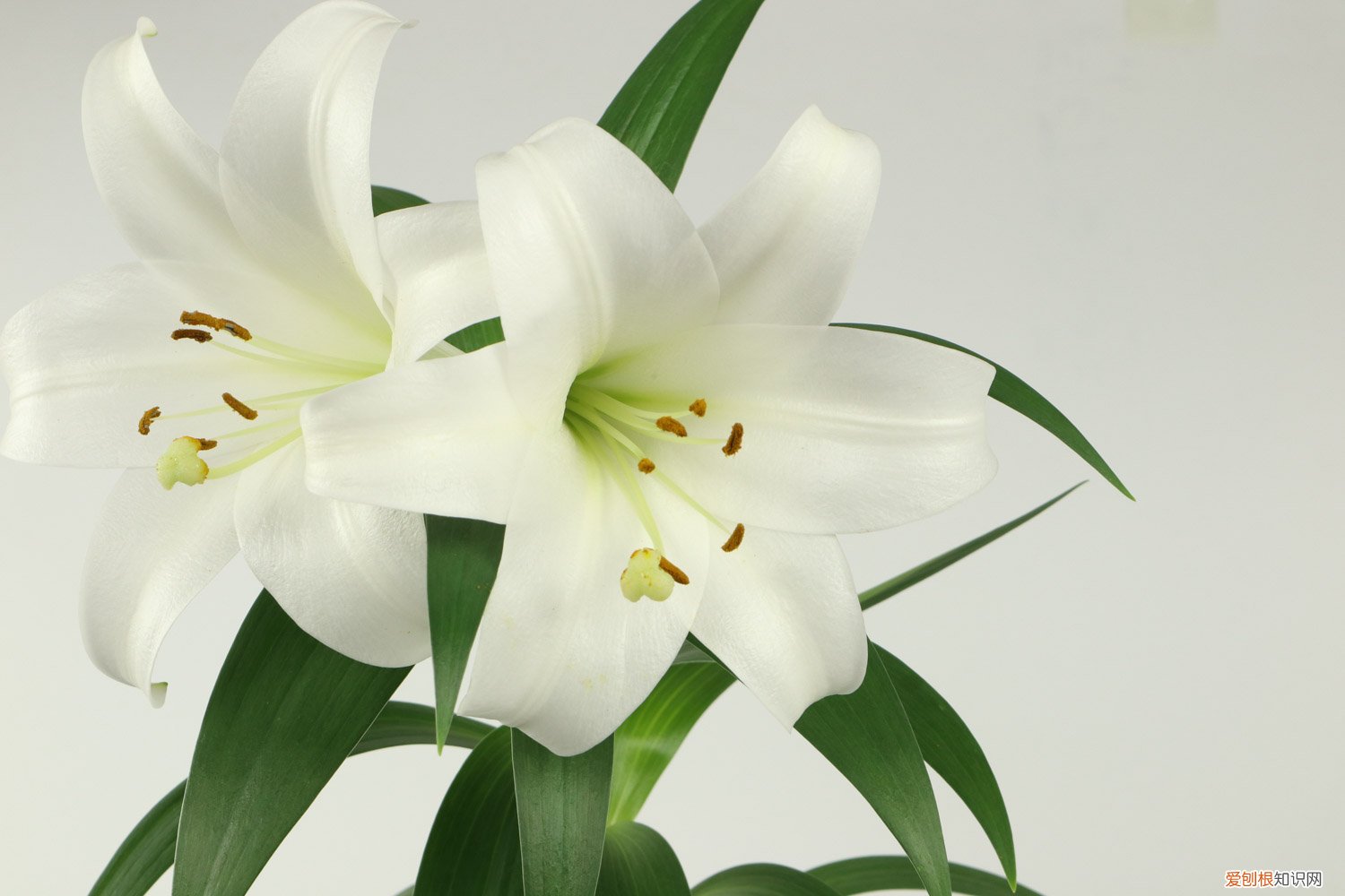 百合花养护秘诀,如何延长百合花期呢 百合花养护秘诀，如何延长百合花期