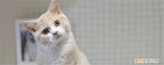 猫咪格里斯是什么品种 乳白英短的特征是什么