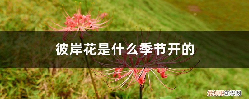 彼岸花哪个季节开花 彼岸花是什么季节开的，彼岸花适合什么季节栽种