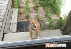 为什么猫在主人回家后会抓东西 猫为什么会喜欢叼东西回家,猫抓东西送给人