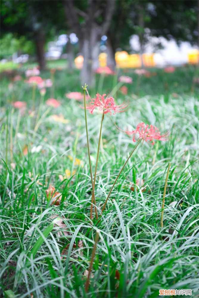 彼岸花多长时间开花 彼岸花什么季节开花，彼岸花几年才开花