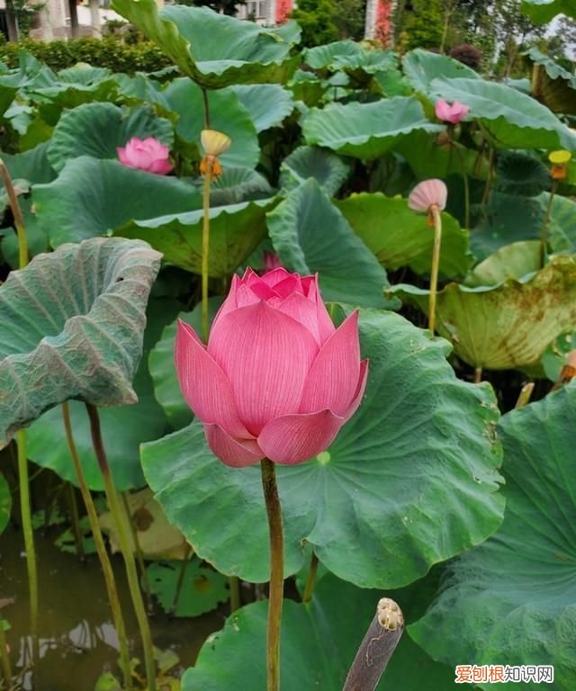 美版三星note10+和国行的区别