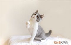 玫斯猫粮为什么有些卖那么便宜 玫斯猫粮是哪个国家的