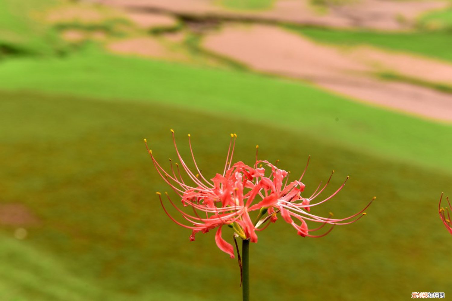 彼岸花的种植方法和管理 彼岸花怎么种植方法，彼岸花的种植方法和时间