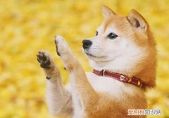 柴犬能长多大 柴犬可以长到36.8～41.9厘米