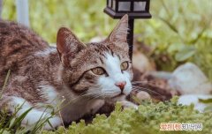 猫睡猫砂盆是什么原因 公猫突然睡猫砂盆是不是病了