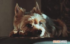 狗狗得犬瘟呼吸急促是怎么回事 狗狗喘气急促是犬瘟吗