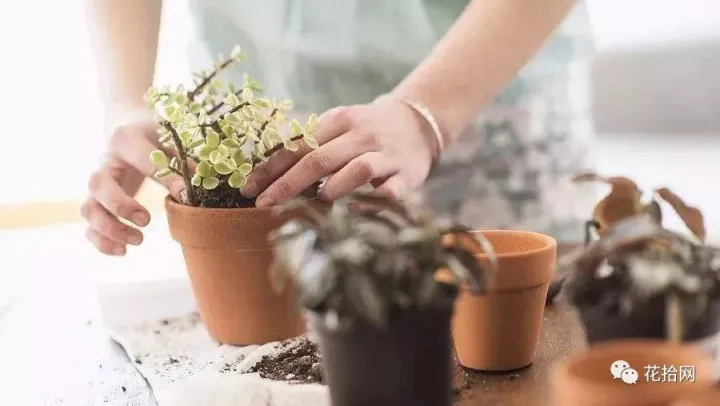 教你这样养花小说，干货 | 大神都在用的养花妙招，学会这几招，花卉蹭蹭的长！