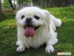 京巴是性格最差的狗 京巴犬为什么没人养了