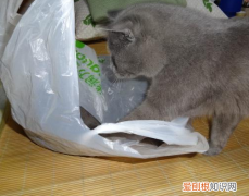 猫咪喜欢尿在塑料袋 猫为什么喜欢在塑料袋上拉尿