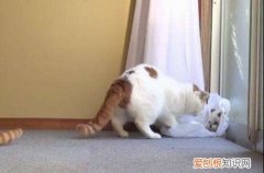 猫为什么总喜欢咬塑料袋呢 猫为什么总喜欢咬塑料袋