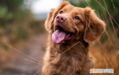 狗狗得耳螨怎么治疗 狗狗的耳螨怎么治疗