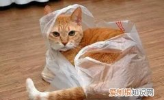 猫为什么喜欢钻塑料袋里睡觉 猫为什么喜欢钻塑料袋
