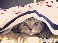 猫为什么喜欢干净的床单呢 猫为什么喜欢干净的床单
