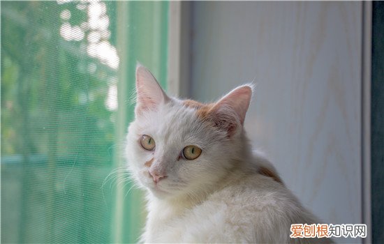 猫癣家里怎么消毒彻底 注意猫猫的用品也要消毒哦！