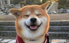 日本土狗是什么狗 日本土狗是什么品种