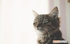 猫用开塞露有危险吗 这么刺激的药你怎么能够..