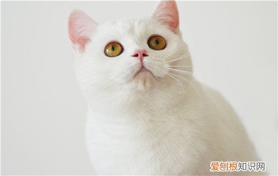 猫的大牙尖儿断了 该怎么办？