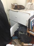 猫为什么喜欢躲在衣柜子里面睡 猫为什么喜欢躲在衣柜子里面