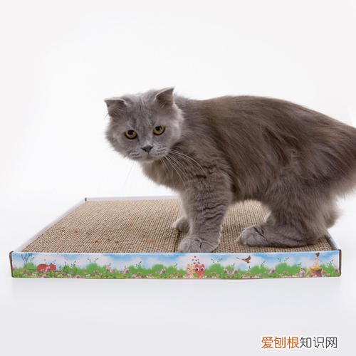 猫不挠猫抓板怎么办 猫为什么有猫抓板不挠