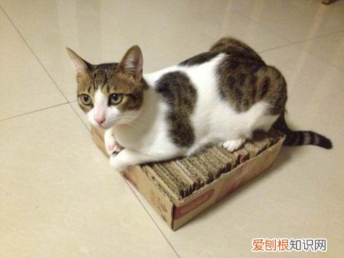 为什么猫咪喜欢玩猫抓板 猫为什么不喜欢玩猫抓板