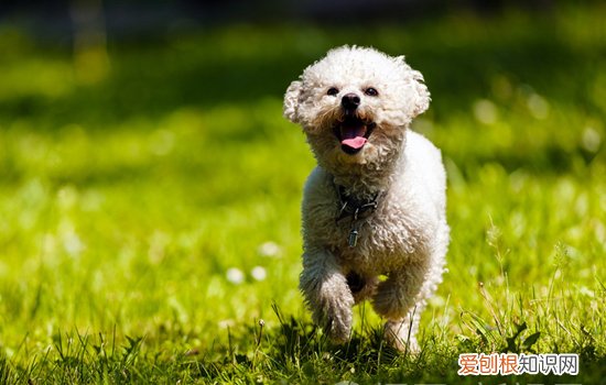 狗狗眼睛外围一圈红 狗狗眼圈外延一圈发红怎么回事