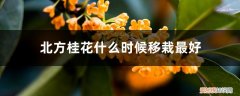 北方桂花树几月份移栽 北方桂花什么时候移栽最好，桂花树移栽要注意什么