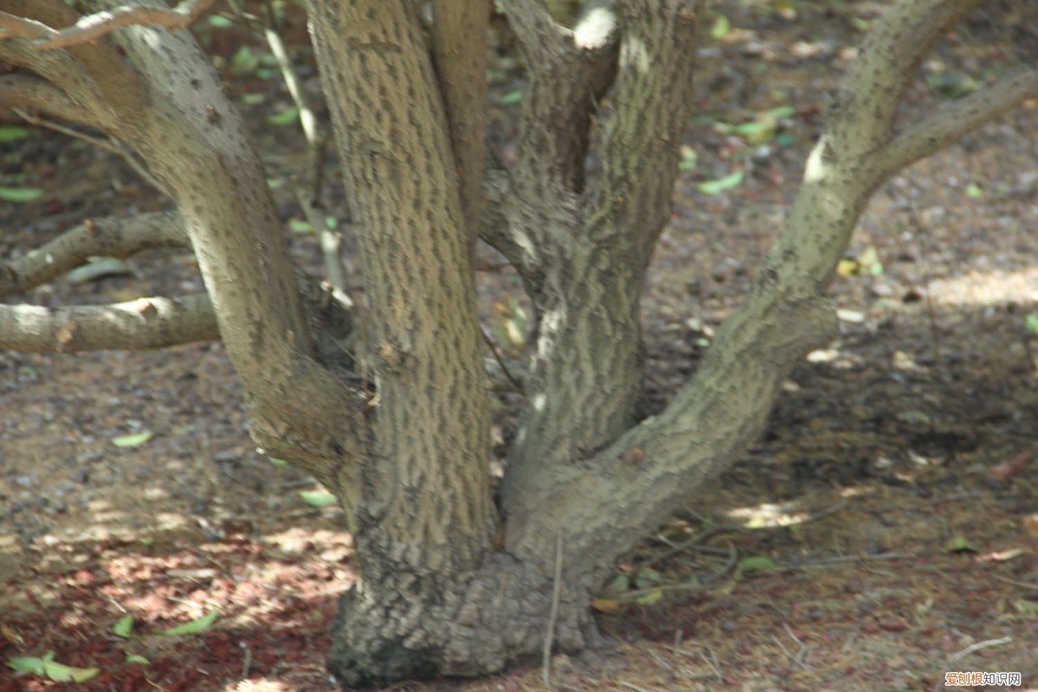 桂花怎样嫁接,什么时候最适合嫁接 北方桂花可以用什么嫁接，嫁接时间和方法