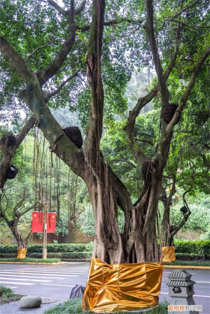 榕树怎样做盆景 榕树盆景怎么养，榕树盆景图片