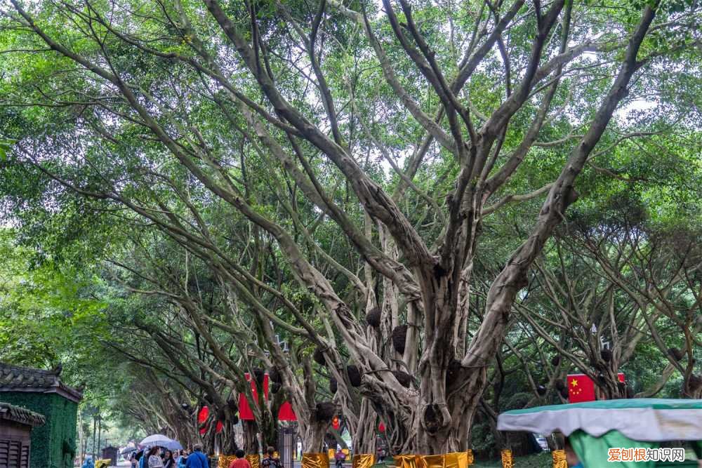 榕树怎样做盆景 榕树盆景怎么养，榕树盆景图片